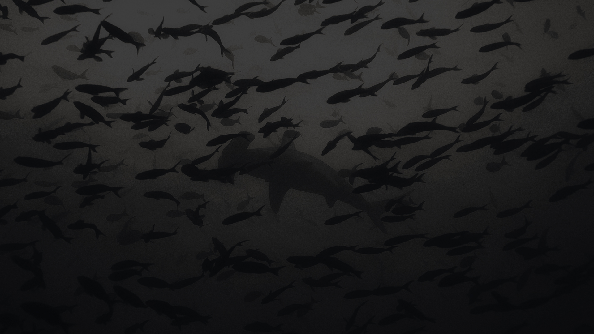 Shoal Group Capability in Complexity